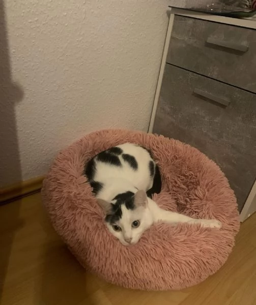 offrire un gatto europeo a pelo corto come regalo a una famiglia fortunata | Foto 1