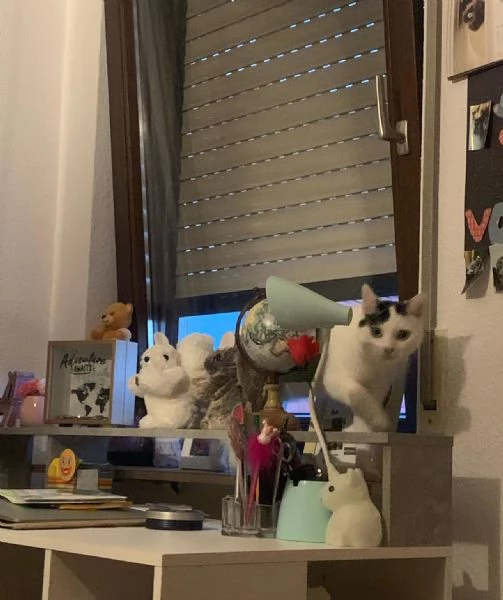 offrire un gatto europeo a pelo corto come regalo a una famiglia fortunata | Foto 0