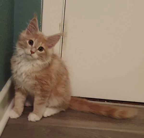 Regalo per un amante dei Maine Coon | Foto 1