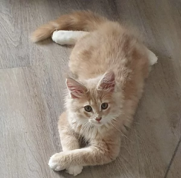 Regalo per un amante dei Maine Coon | Foto 0