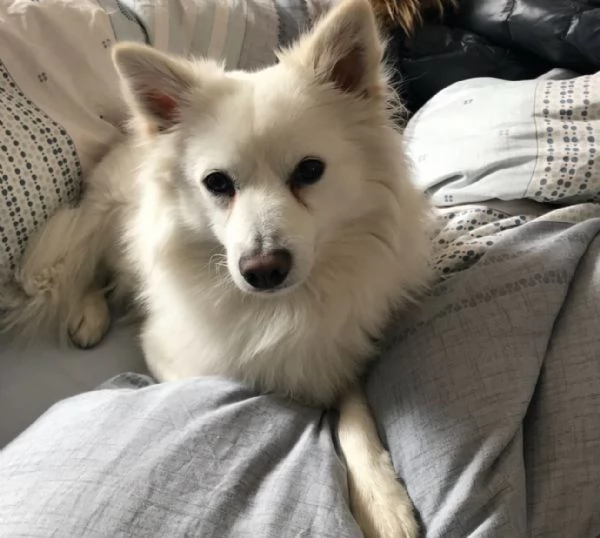 regalando questo fantastico cucciolo di volpino | Foto 5