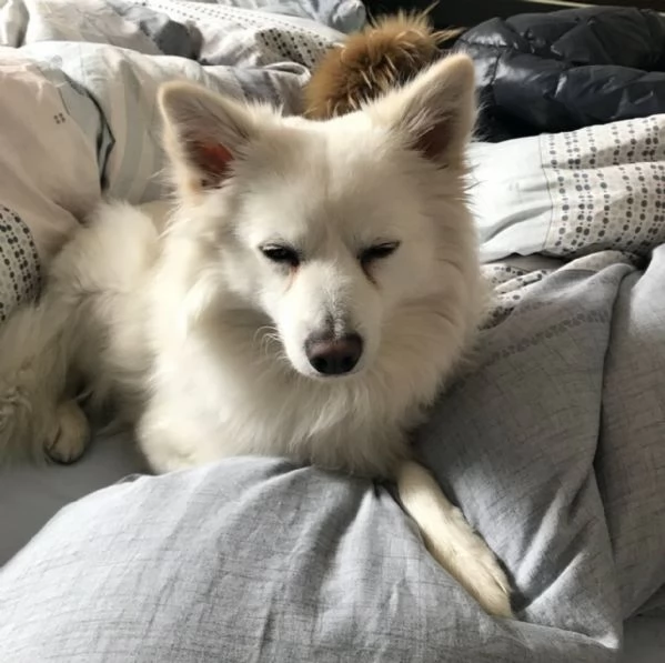 regalando questo fantastico cucciolo di volpino | Foto 4