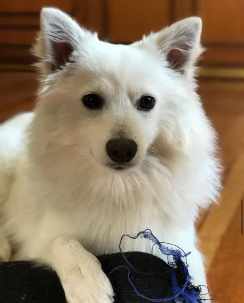 regalando questo fantastico cucciolo di volpino | Foto 3