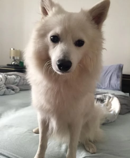 regalando questo fantastico cucciolo di volpino | Foto 2