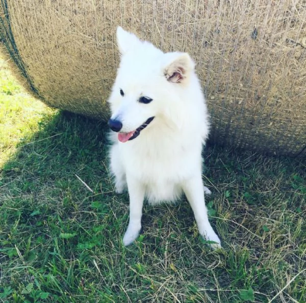 regalando questo fantastico cucciolo di volpino | Foto 1