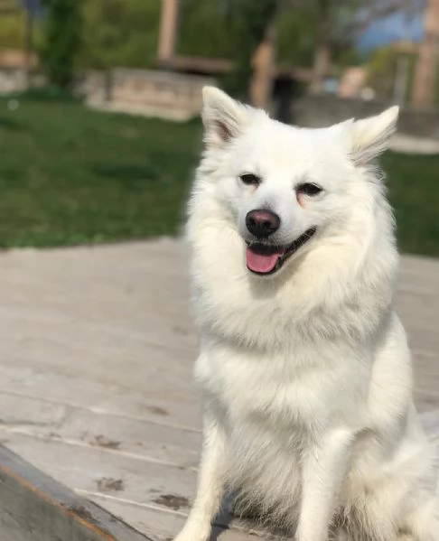 regalando questo fantastico cucciolo di volpino