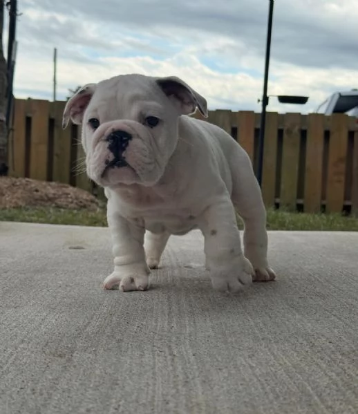 regalare un bulldog inglese