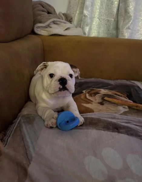 regalare un bulldog inglese | Foto 2