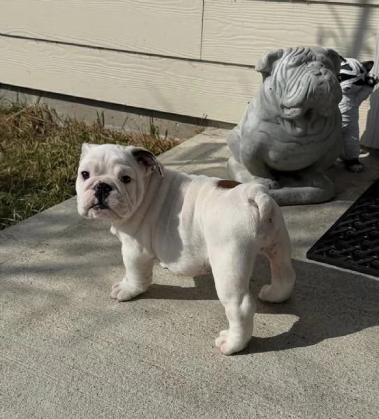 regalare un bulldog inglese | Foto 0