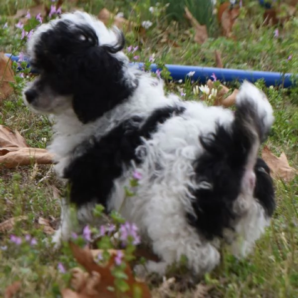 regalare un barboncino