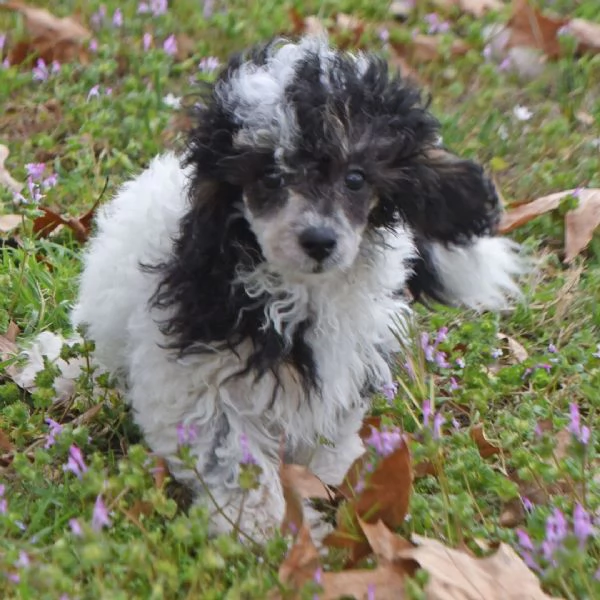 regalare un barboncino | Foto 1