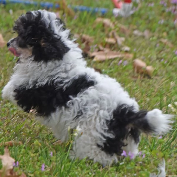 regalare un barboncino | Foto 0