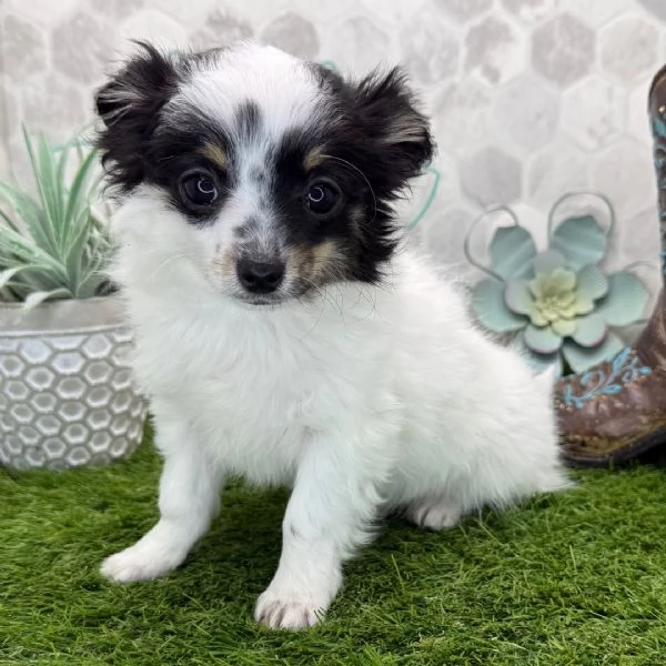 Ho un adorabile cucciolo di chihuahua che vorrei regalare a qualcuno. | Foto 1