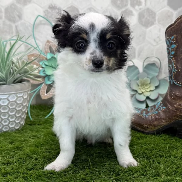 Ho un adorabile cucciolo di chihuahua che vorrei regalare a qualcuno. | Foto 0