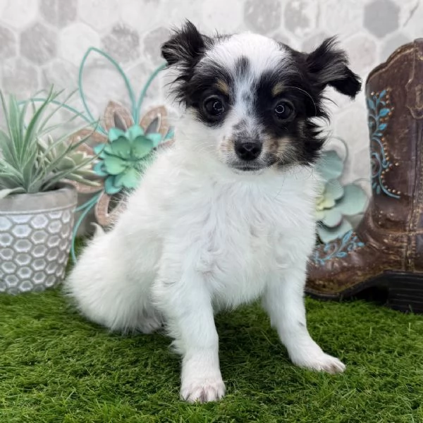 Ho un adorabile cucciolo di chihuahua che vorrei regalare a qualcuno.