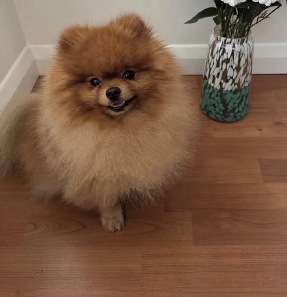 Regalo il mio cucciolo di Pomerania | Foto 3
