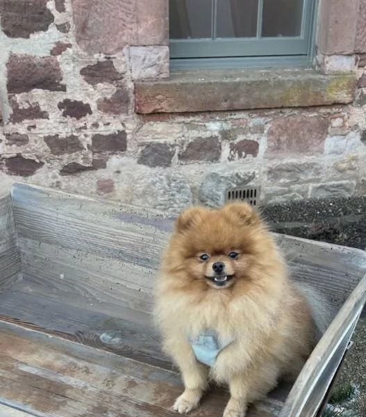 Regalo il mio cucciolo di Pomerania | Foto 2