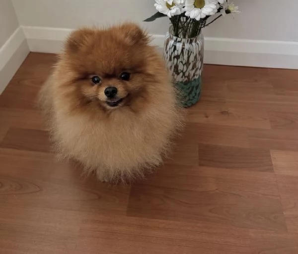 Regalo il mio cucciolo di Pomerania | Foto 1
