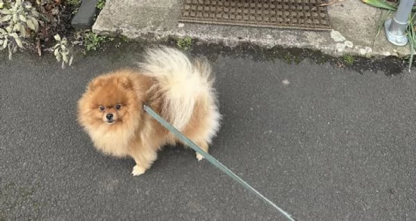 Regalo il mio cucciolo di Pomerania | Foto 0