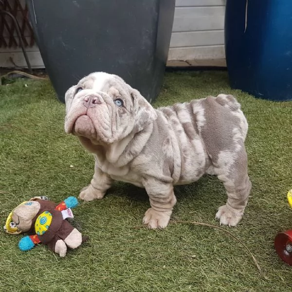 ADORABILI CUCCIOLI DI BULLDOG INGLESE
