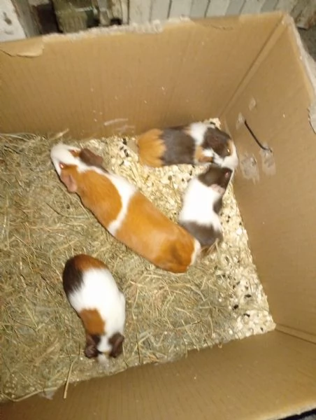 Porcellini d'india | Foto 1