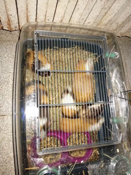 Porcellini d'india | Foto 0