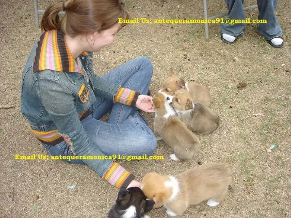 Cuccioli di Corgi maschi e femmine, ben socializzati.