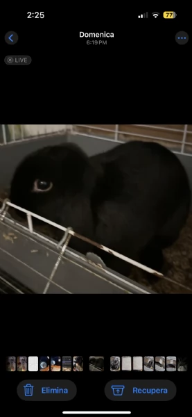 coniglio ariete nano  | Foto 1