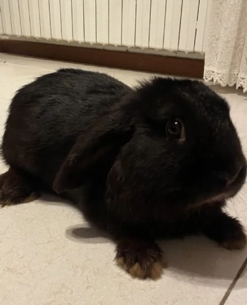 coniglio ariete nano 