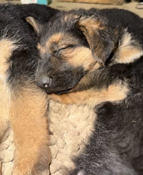 Cuccioli pastore tedesco