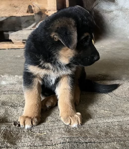 Cuccioli pastore tedesco | Foto 4