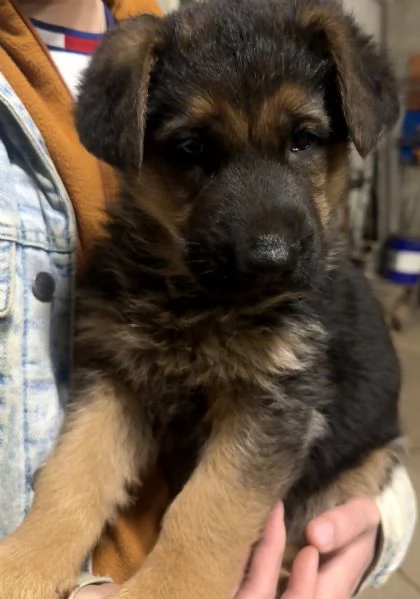 Cuccioli pastore tedesco | Foto 3