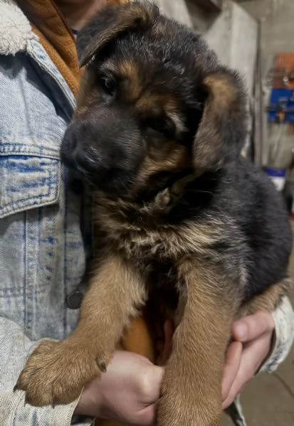 Cuccioli pastore tedesco | Foto 2