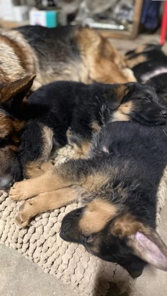 Cuccioli pastore tedesco | Foto 1