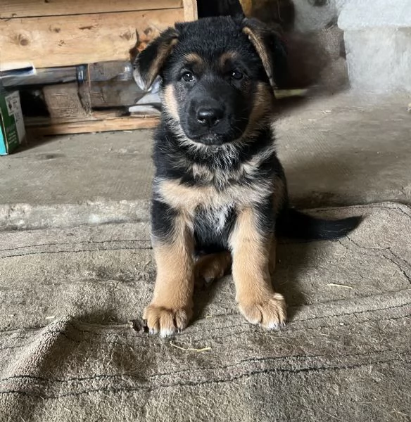 Cuccioli pastore tedesco | Foto 0