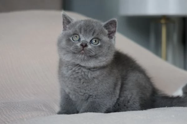 Gatti British shorthair