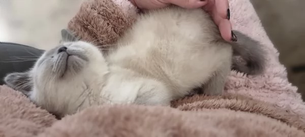 Scottish streight color point 