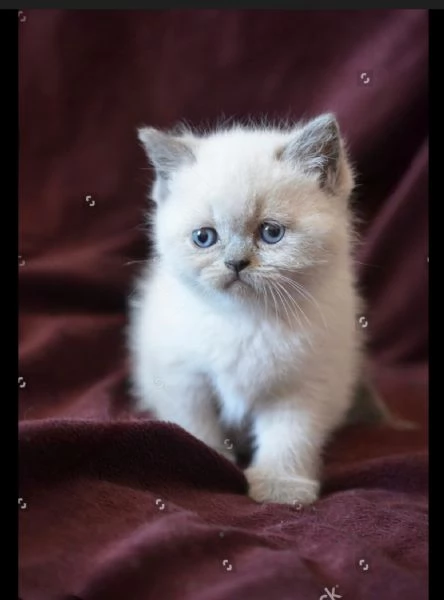 Scottish streight color point  | Foto 5