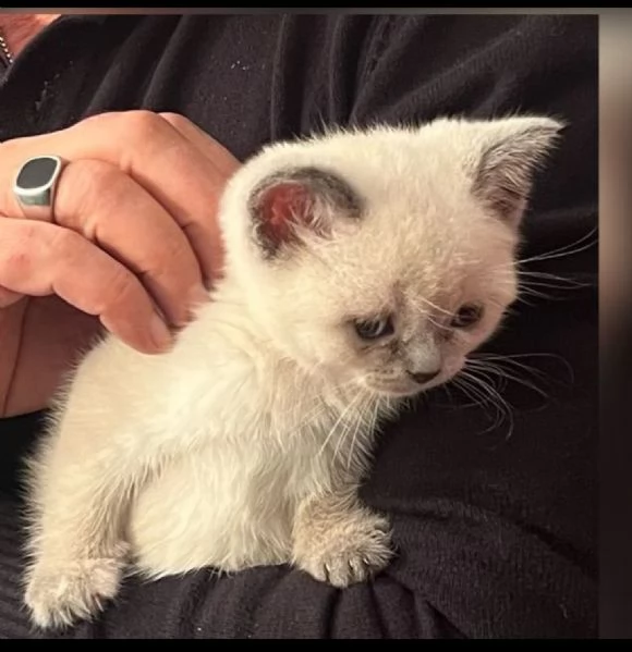 Scottish streight color point  | Foto 4