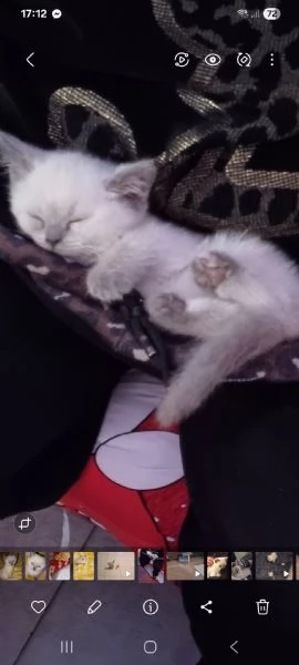 Scottish streight color point  | Foto 2