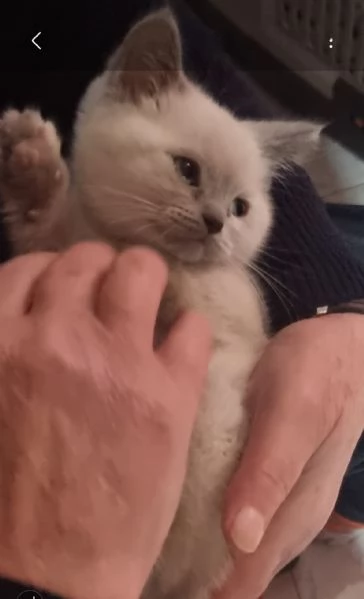 Scottish streight color point  | Foto 0