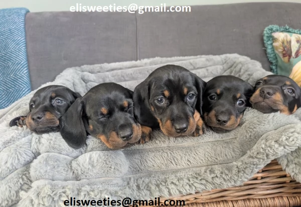 Regalo adorabili cuccioli  Bull terrier  femminucce e maschietti disponibili verranno ceduti con ped