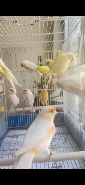 Vendo  canarini 