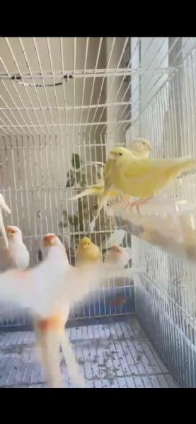 Vendo  canarini  | Foto 0