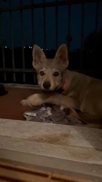 cucciola di lupo cecoslovacco