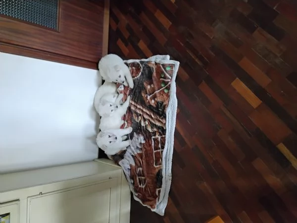 cuccioli di pastore svizzero