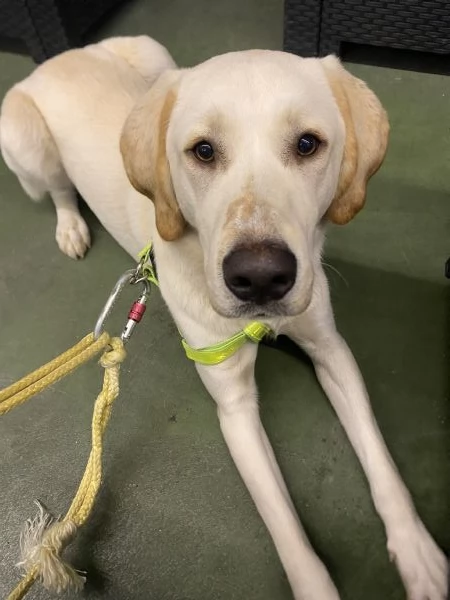 Cucciolo golden retriver  | Foto 1