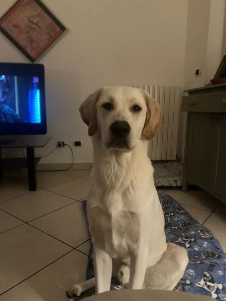 Cucciolo golden retriver  | Foto 0