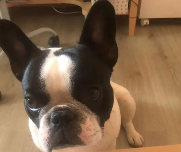 Buldog francese 