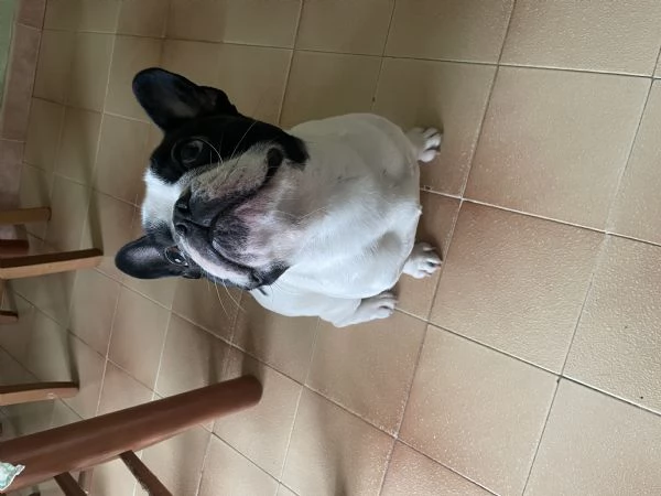 Buldog francese  | Foto 0